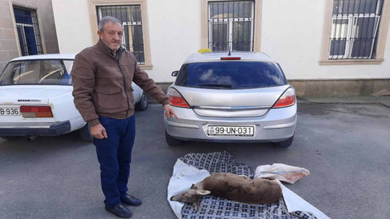 İsmayıllı: cüyür ovlayanlar tutulublar
