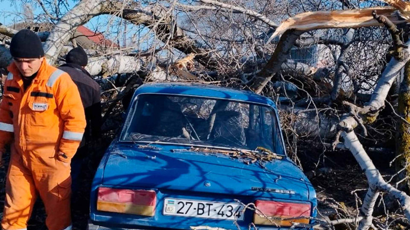 Xəsarət: Xaçmazda yol gedən avtomobilin üzərinə ağac aşıb
