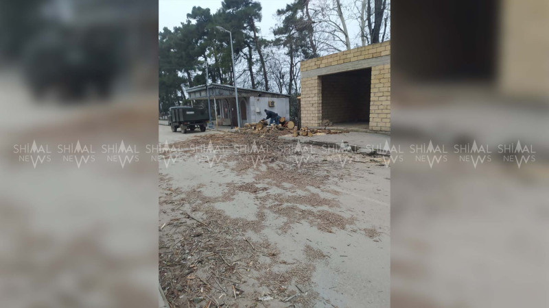 Qubada təhlükə yaradan qurumuş ağaclar kəsilir
