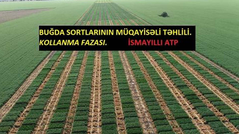 İsmayıllıda buğda sortlarının məhsuldarlıq və keyfiyyət göstəriciləri müqayisə ediləcək
