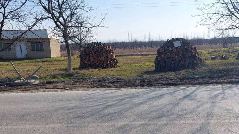 Şimal: meyvə ağacları kəsilərək satılır