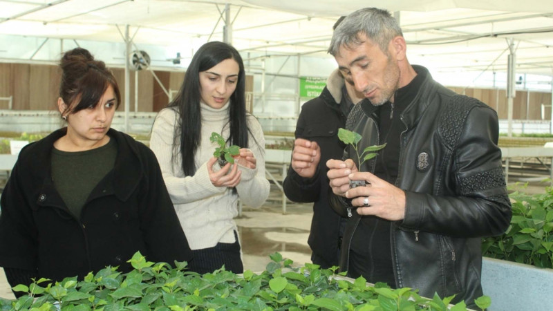 Quba: toxumçuluq, şitilçilik və tingçilik üzrə mütəxəssislər hazırlanacaq