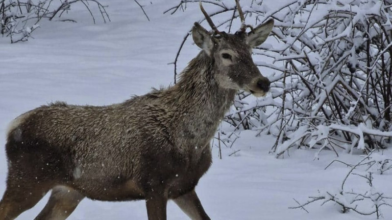 Maralların Şahdağ Milli Parkına qatdığı gözəllik - VİDEO