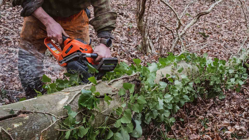 İsmayıllı meşələrində qanunsuz agac kəsilib