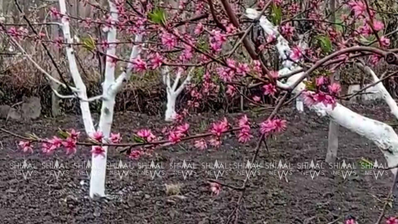 Qubada səhər qar yağıb - VİDEO