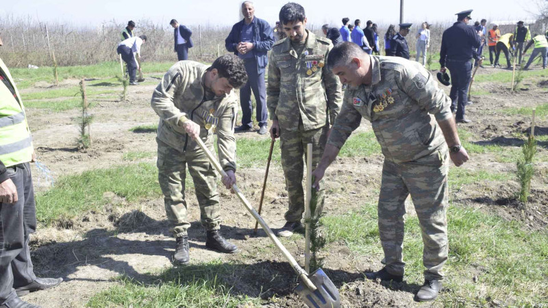 Qubada ağacəkmə aksiyası keçirilib