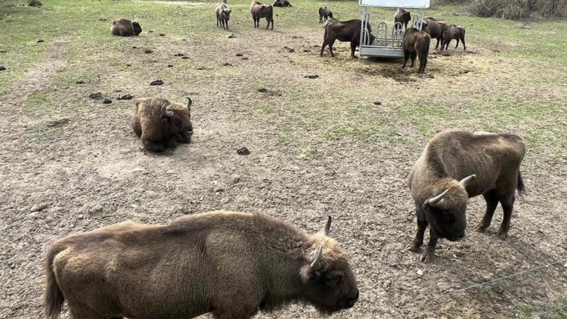 Şahdağ Milli Parkı: 20 baş zubr geniş areala buraxılıb