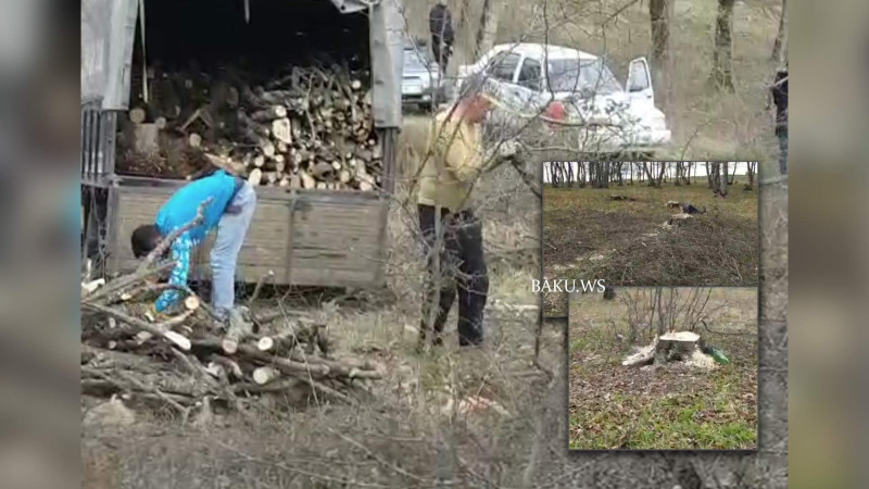 Qusarda meşə ağaclarının kəsilməsi araşdırılır