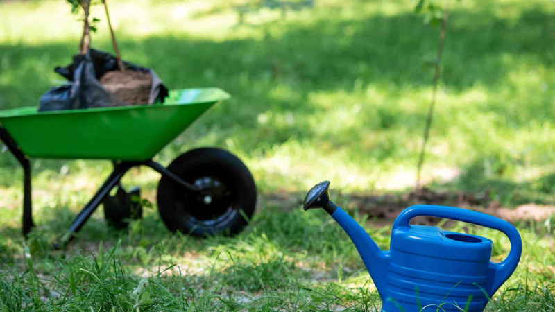 İsmayıllıda ağacəkmə tədbiri keçirilib