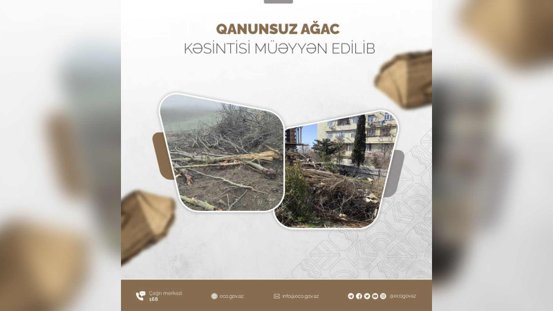Qubada qanunsuz ağac kəsən şirkət cəzalandırılıb