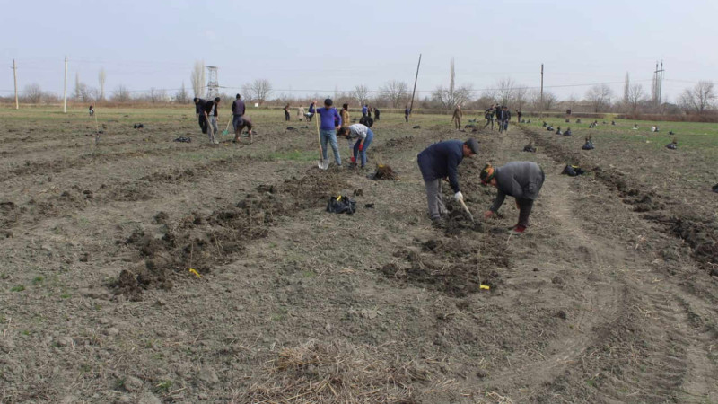 Quba: Barlıda ağacəkmə aksiyası keçirilib