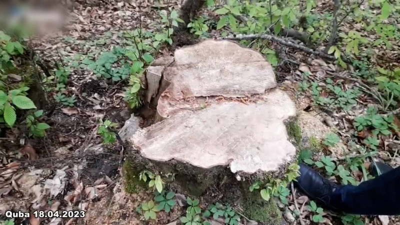 Qubada meşəni qıran şəxs iş başında tutulub