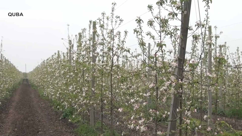 Şimal: superintensiv bağçılığa maraq artıb - VİDEO