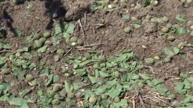 Dolu meyvəni məhv edib - İsmayıllıda bəzi fermer təsərrüfatları sığortalanıb