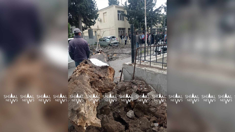Xaçmazda böyük ağac avtomobillərin üzərinə aşıb