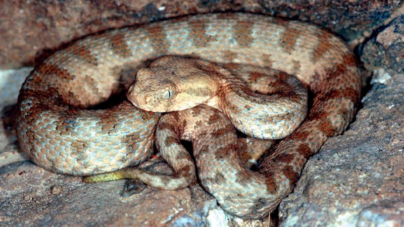 İsmayıllıda ilan 2 nəfəri sancıb - 1 nəfərin vəziyyəti ağırdır