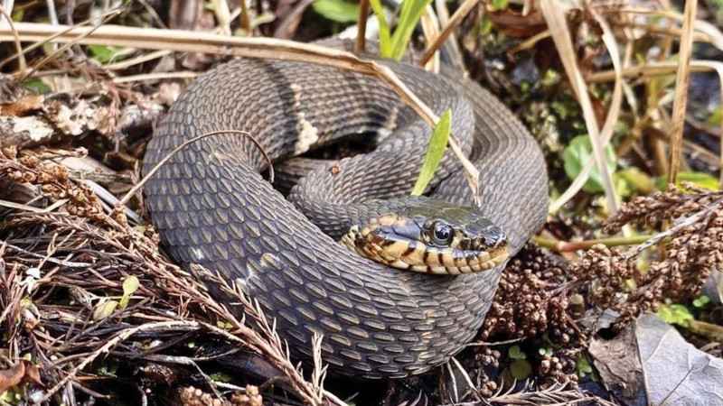 İsmayıllı: ilan sancan sakinlər xəstəxanaya yerləşdiriliblər