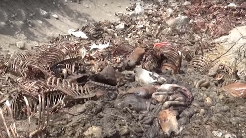 İsmayıllıda çox sayda at və uzunqulaq leşləri aşkar edilib