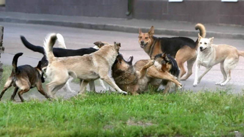 İsmayıllı: küçə itləri yaşlı qadına hücum ediblər