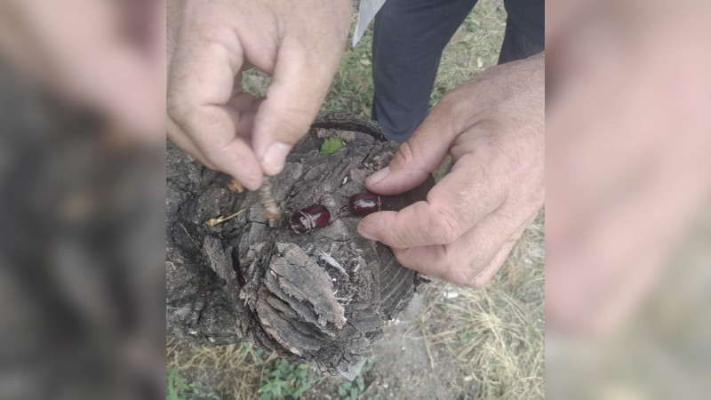 Xaçmazda kərgədan böcəyinə rast gəlinməkdədir