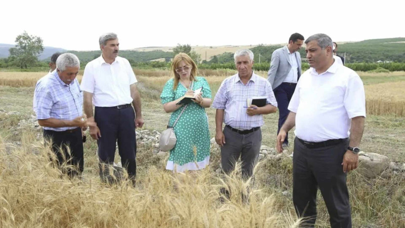 İsmayıllıda buğda yetişdirilməsinin tədqiqatı aparılıb