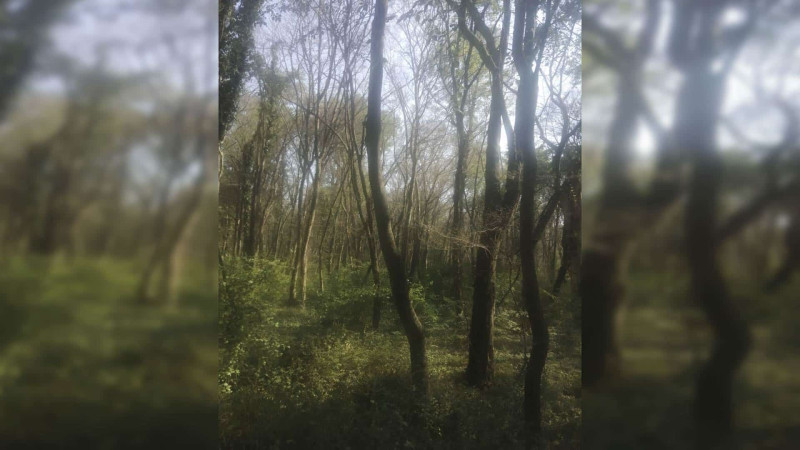 Xaçmaz: həşəratlar kütləvi şəkildə ağaclara hücum edib