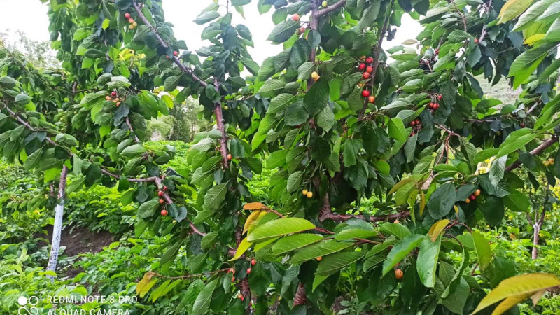 Xınalıqda ilk dəfə gilas yetişib