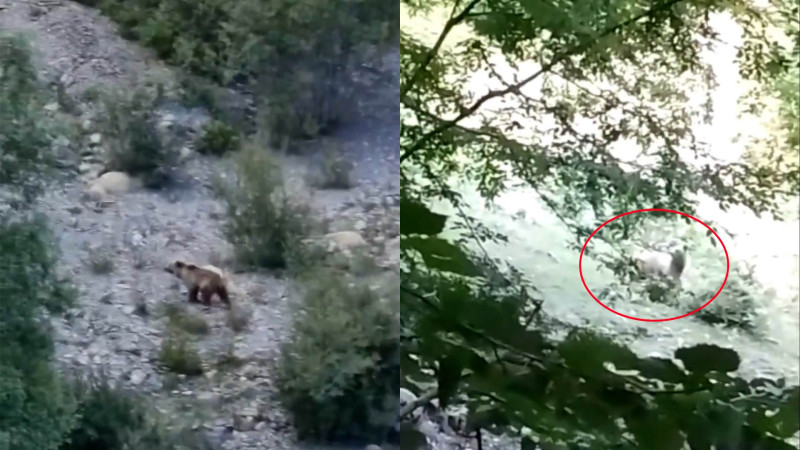 İsmayıllıda ayı kameraya düşüb - VİDEO