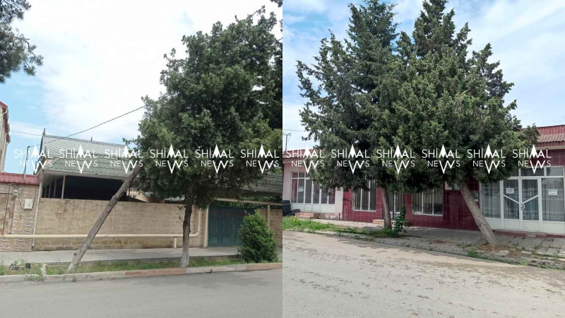 Xaçmaz: aşma ehtimalı olan ağaclar sakinləri narahat edir
