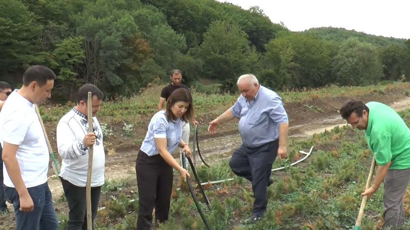 İsmayıllıda 100 min sidr ağacı əkilib