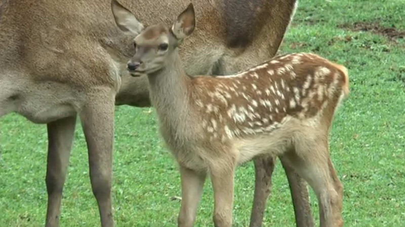 Şahdağ Milli Parkında maralların sayı artır