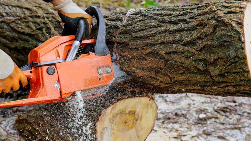 İsmayıllıda qanunsuz ağac kəsən şəxsə qarşı cinayət işi qaldırılıb