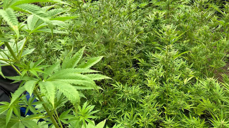 DİN: Siyəzəndə çətənə kolları aşkarlanıb