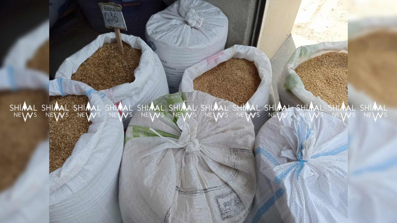 Xaçmazda arpa və buğda xeyli ucuzlaşıb