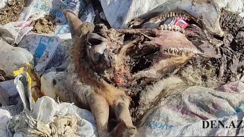 Quba: Dəvədabanıda antisanitar vəziyyət sakinləri narahat edir