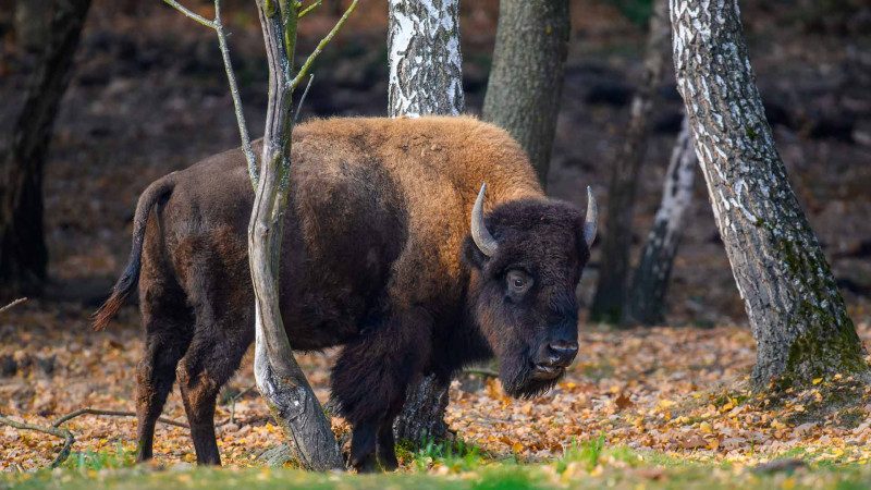 Şahdağ 36 zubrun yolunu gözləyir