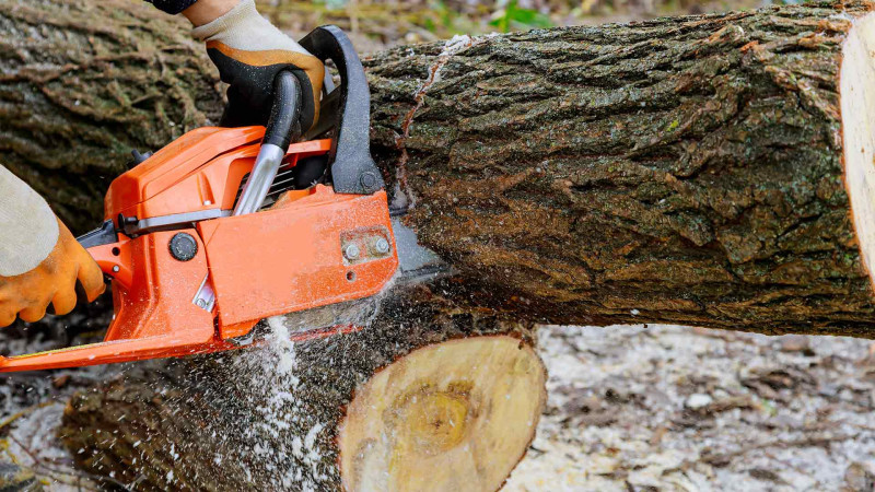 İsmayıllıda ağaclar qanunsuz olaraq kəsilib