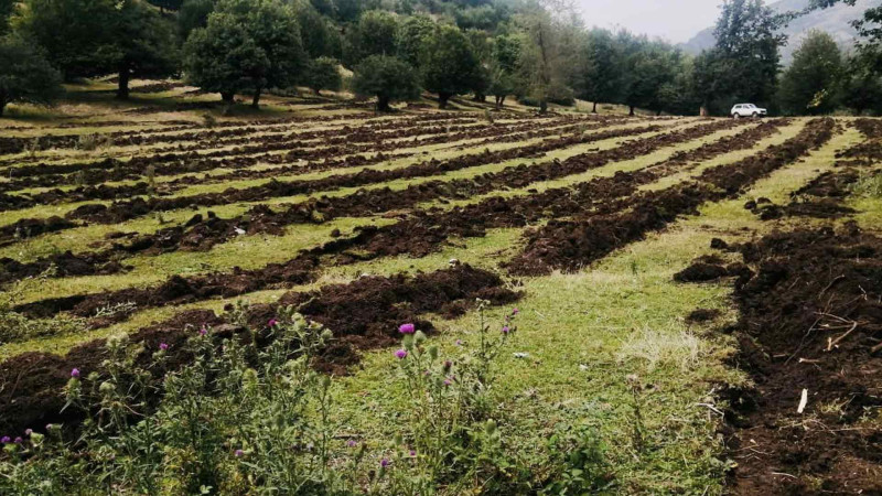 Şimal: meşəbərpa tədbirləri həyata keçirilir