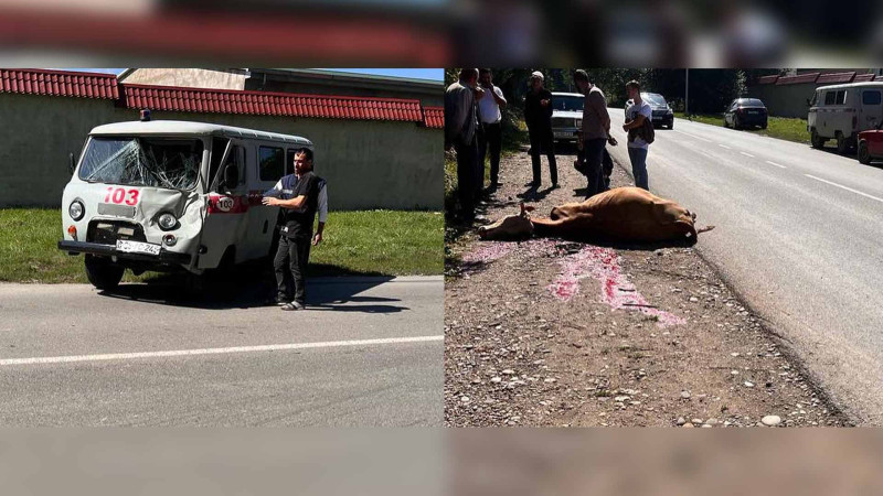 Qusar: inək təcili yardım avtomobilinə çarpılıb