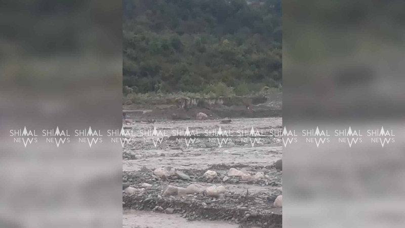 Qubada sel inəyi aparıb - VİDEO