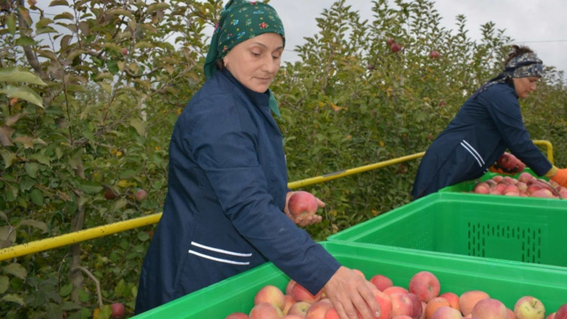 Qusarın alması Rusiya bazarlarına göndərilir