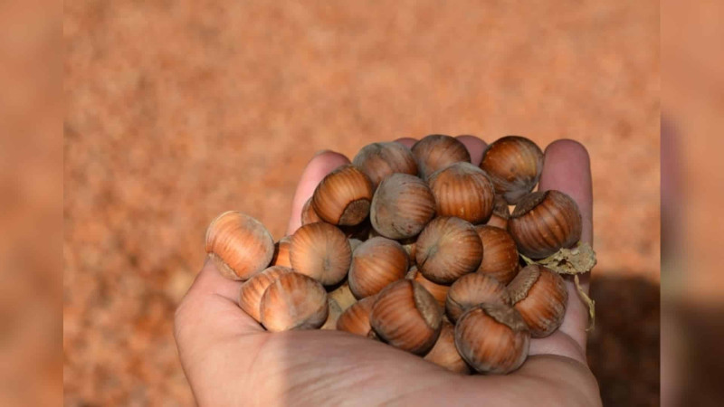 Xaçmazda bu il yığılan fındığın çəkisi açıqlanıb