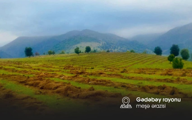 Şimal: gələn ay meşə-bərpa əkini başlayır