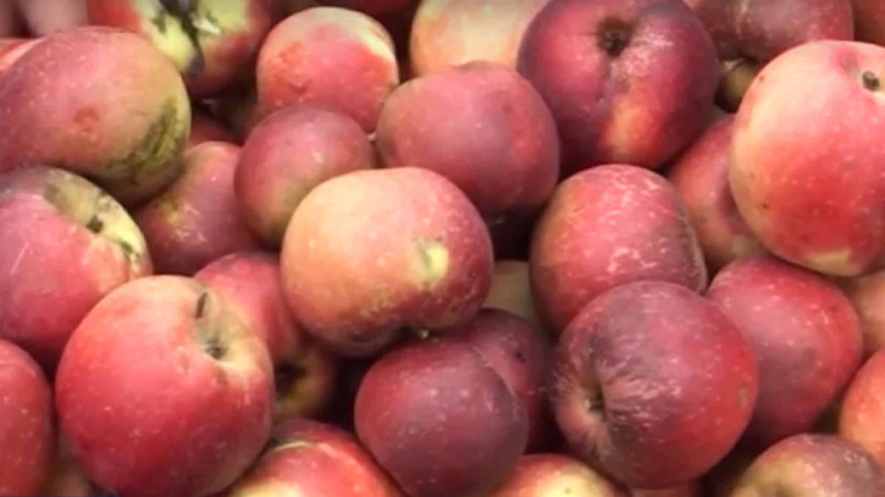 İsmayıllı: Qızıləhmədi alma bağlarında məhsul boldur