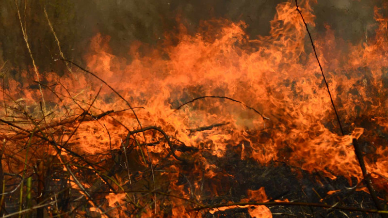 İsmayıllıda meşə yanğından xilas edilib