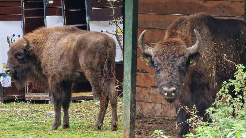 İsmayıllı: Almaniyadan daha 10 zubr gətirildi