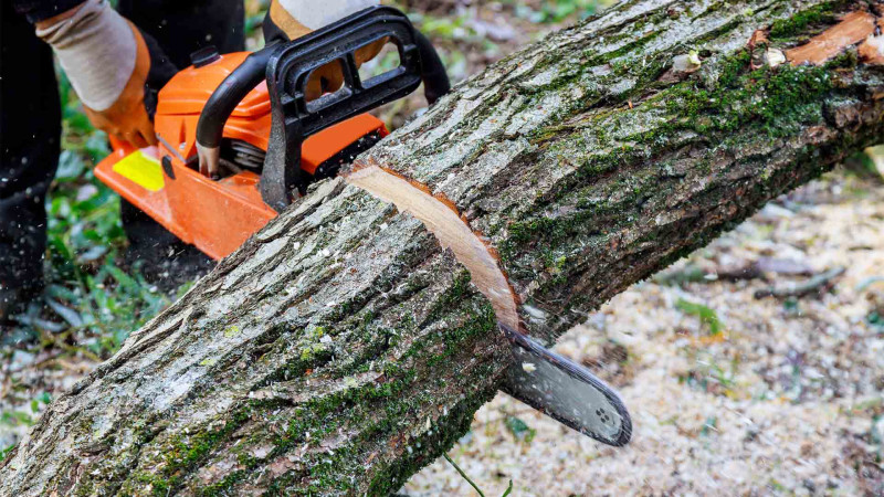 2 rayon və 1 şəhər ərazisində ağaclar qanunsuz kəsilib