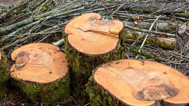 İsmayıllı: ağac kəsən şəxs cəzalandırılıb