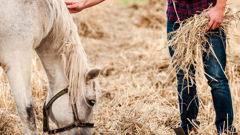 İsmayıllı: 60 yaşlı kişi atdan yıxılıb, güllə yarası alıb
