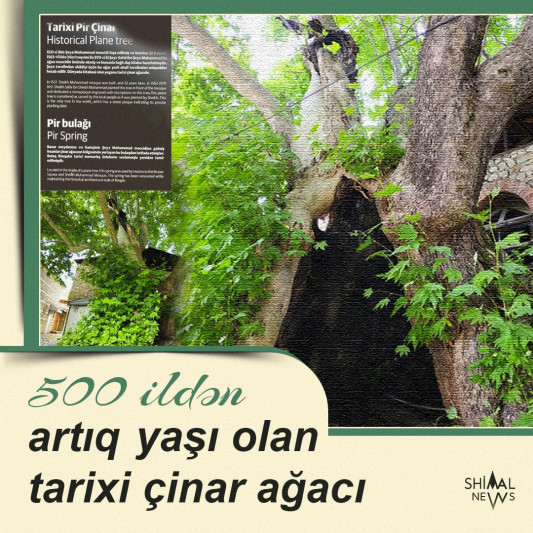 500 ildən artıq yaşı və dünyada kitabəsi olan yeganə tarixi çinar ağacı